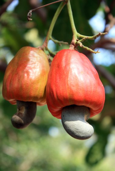 Buy Cashew Online India