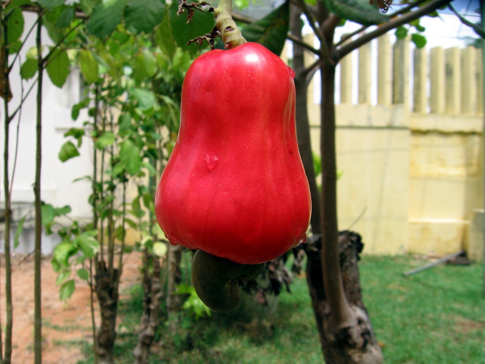 Buy Cashew Nuts Online wholesale price of cashew nuts